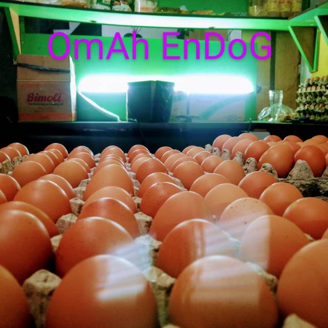 

Telur ayam coklat asli peternakan