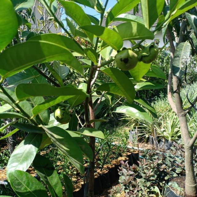 Bibit Black Sapote Jumbo Berbuah