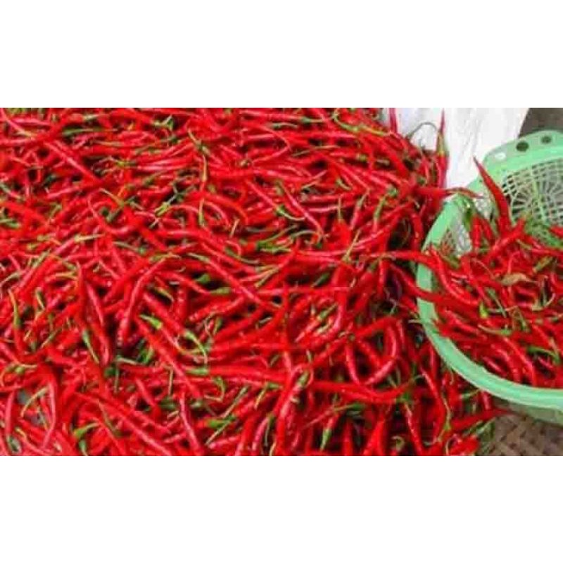 

CABE MERAH Per KG
