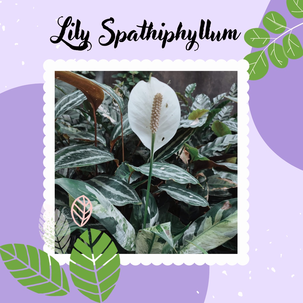 Tanaman Bunga Lily Varigata Bibit Bunga Lily Spathiphyllum Siap Berbunga Bunga Lily