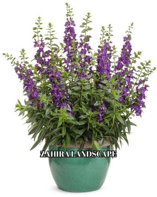 Tanaman Hias Bunga Lavender - Lavender Angelonia - Lavenda - Tanaman Pengusir Nyamuk