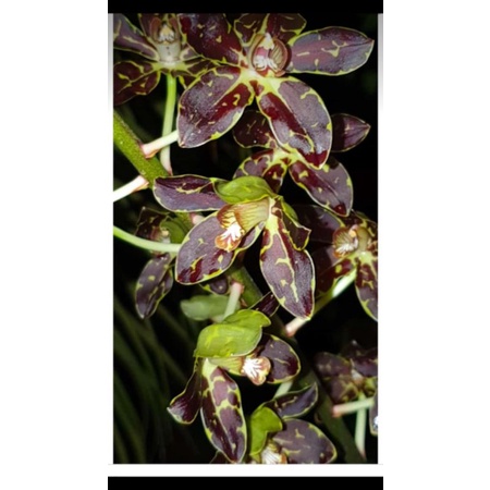 BUNGA ANGGREK GRAMA / GRAMMATOPHYLLUM TIGER PAW REMAJA