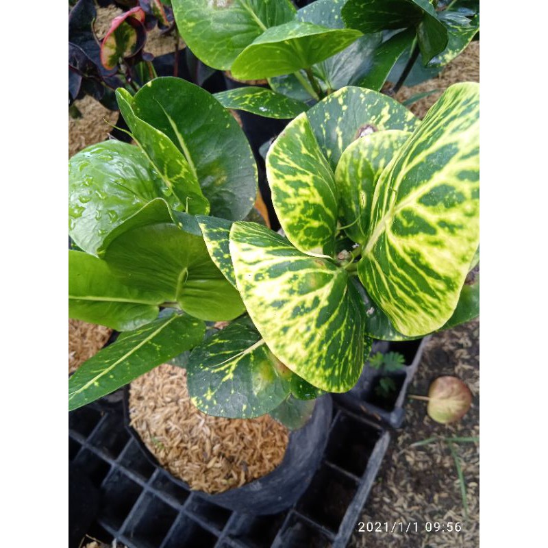 bibit puring apel sritanjung,murah berkualitas