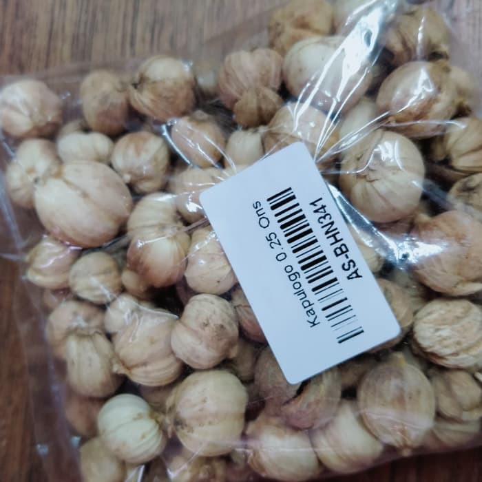 

Kapulaga Jawa - Untuk menjaga kesehatan kulit dan paru