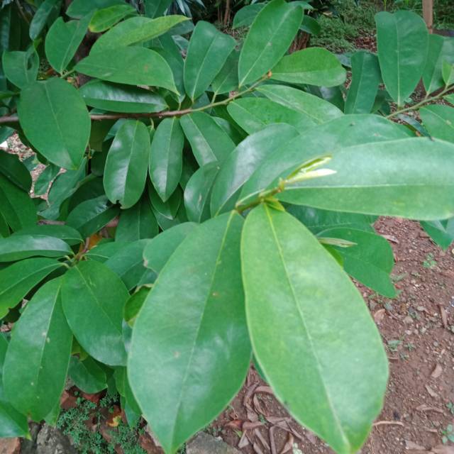 

Daun sirsak segar 100 gram