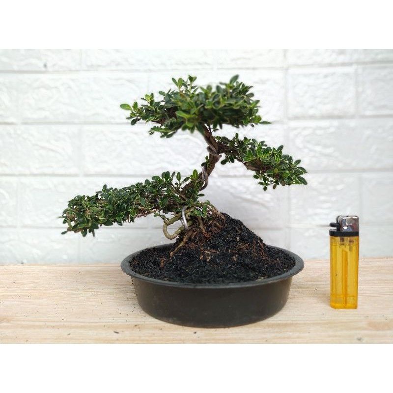 BONSAI HINKIP ( SUDAH JADI ) | BONSAI HINKIP