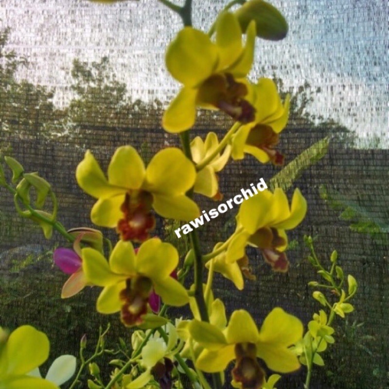 Anggrek Dendrobium Burana Jade