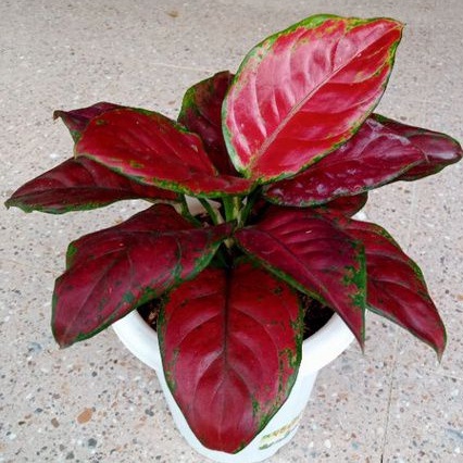 aglonema black maroon daun 5-6-7++