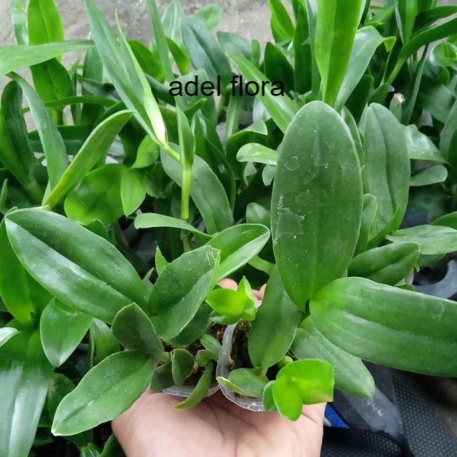 Bibit anggrek dendro melintir - seedling dendrobium hybrid