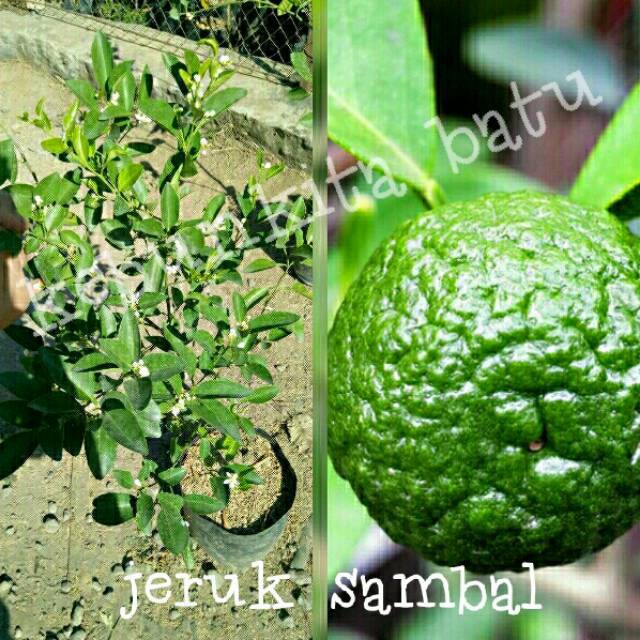 bibit jeruk sambal terlaris