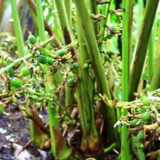 KUKURING Bibit Kapulaga Hijau India Malabar Ori - Green Cardamon