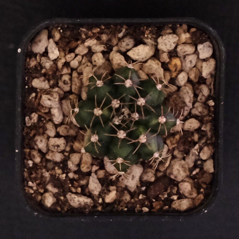 kaktus gymno gymnocalycium variegata V