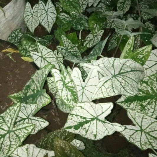 Tanaman Hias Keladi Putih White Caladium Candidum Caladium White Christmas Baca Deskripsi Shopee Indonesia