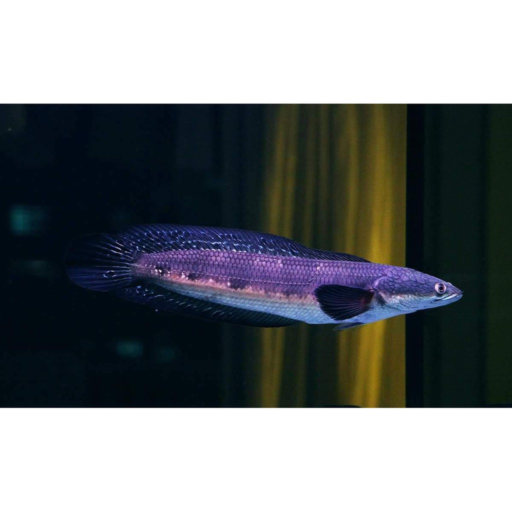 channa blue maru marsum 6-7cm