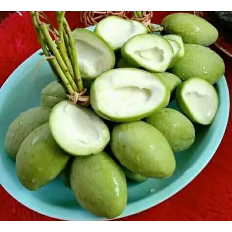 

Mangga Muda Kiluan / Ampalam Muda Kecil Kiluan