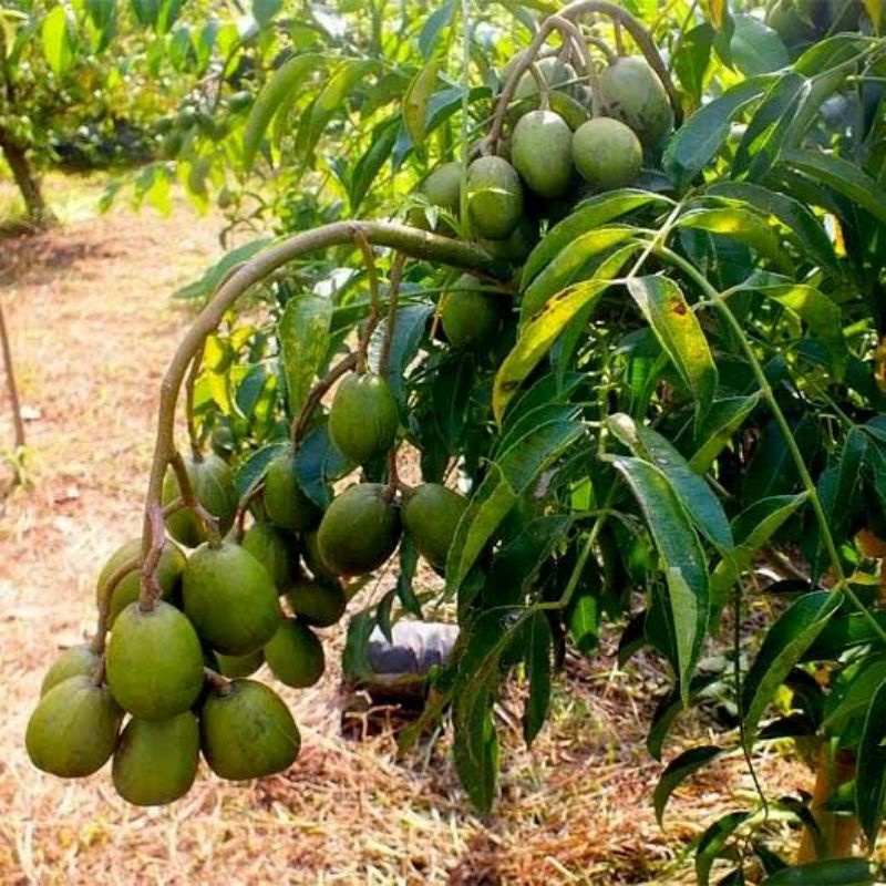 Bibit Kedondong Jumbo Sudah Berbuah Untuk Tabulampot