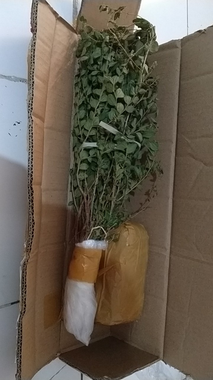 Grosir Bibit Bidara Harga Termurah Minimal Pemesanan 100 Bibit