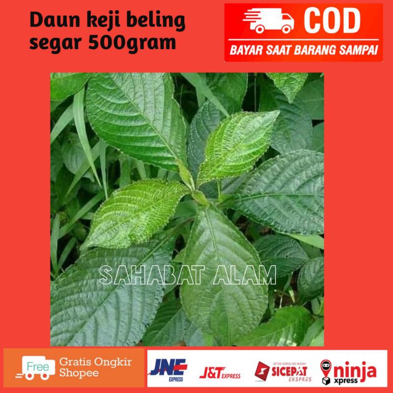 

Daun keji beling segar daun pecah beling segar 500 grm