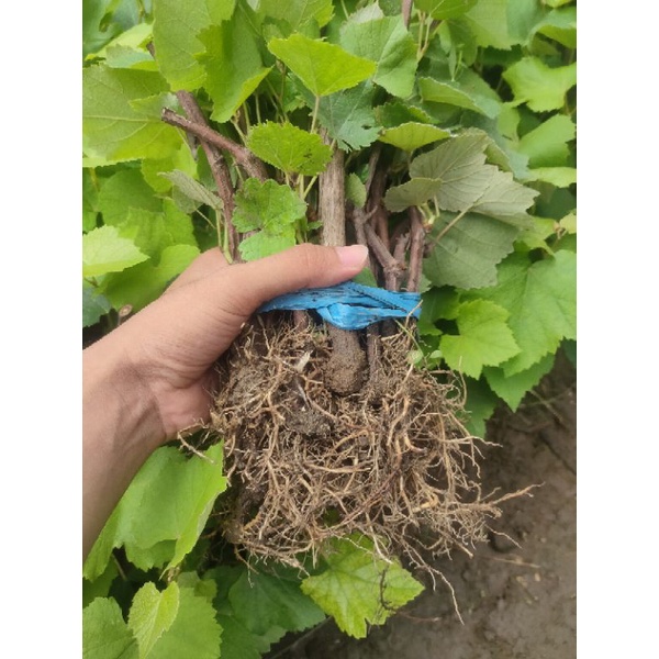 bibit anggur merah hitam hijau batang bawah