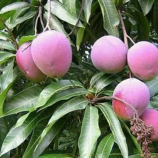 Bibit buah mangga anggur madu