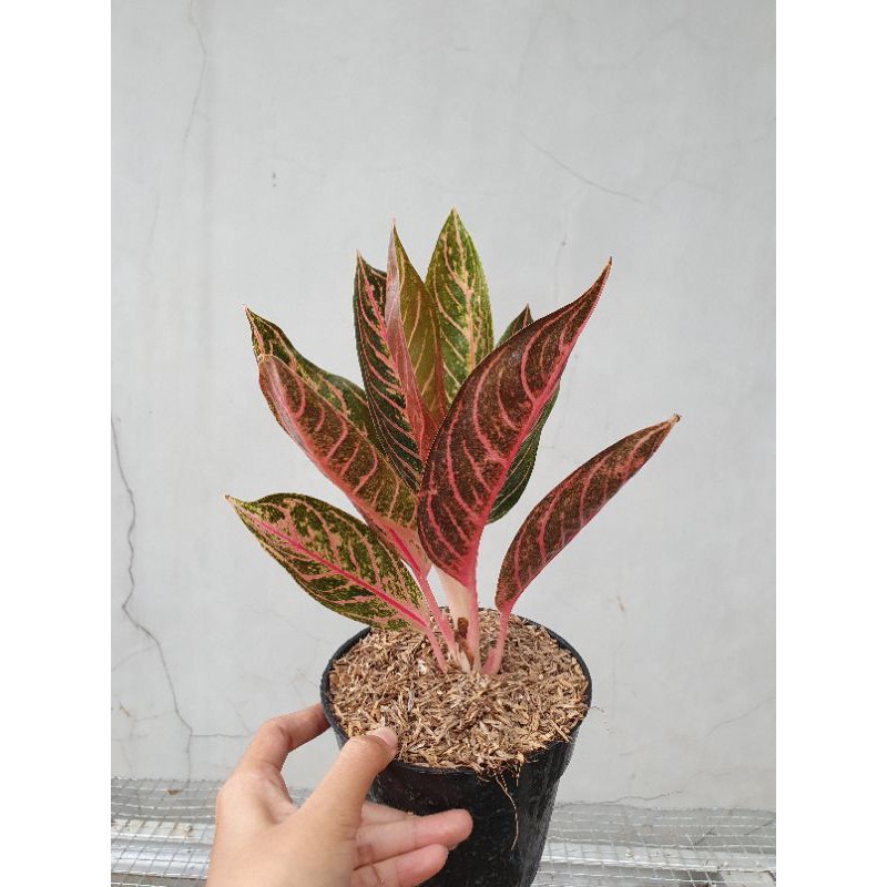 Tanaman Aglonema Red Sumatera (6-7 Daun)