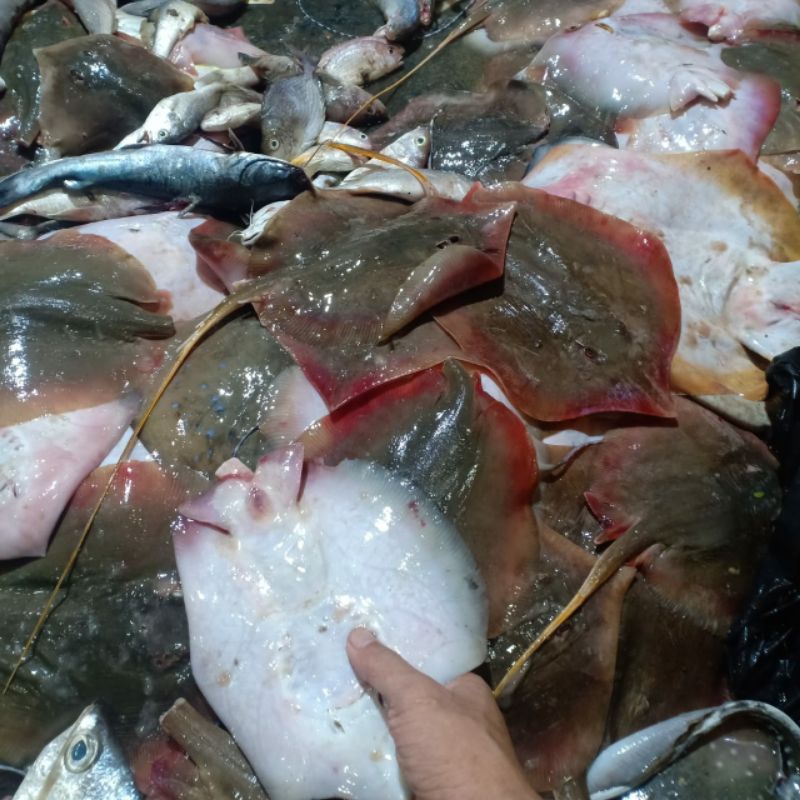 

ikan pari segar