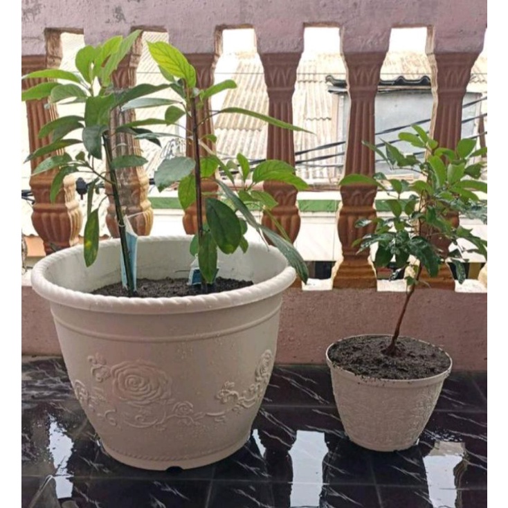 Pot Shallom Glory 60/Pot Tanaman Jumbo Besar Motif Kembang Diameter 60