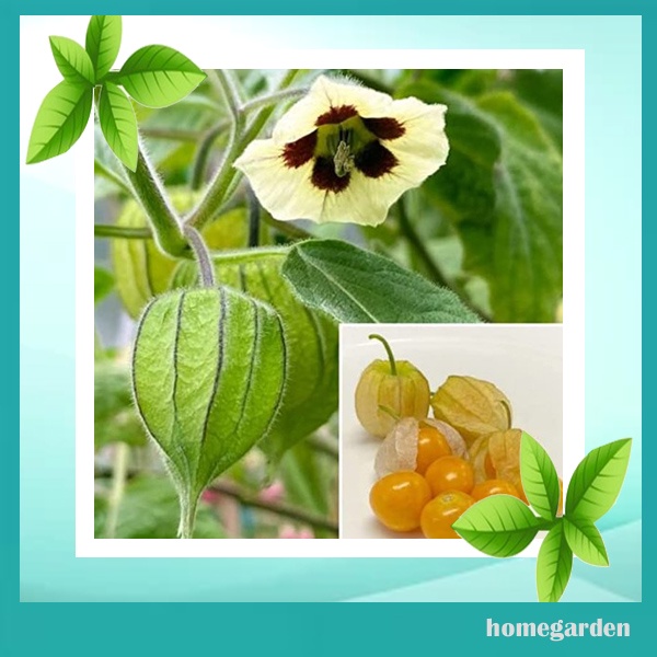 Homegarden 500 pcs Benih Buah Ciplukan Kuning/Golden Bibit Tanaman Ciplukan Bibit Kersen Golden Kers