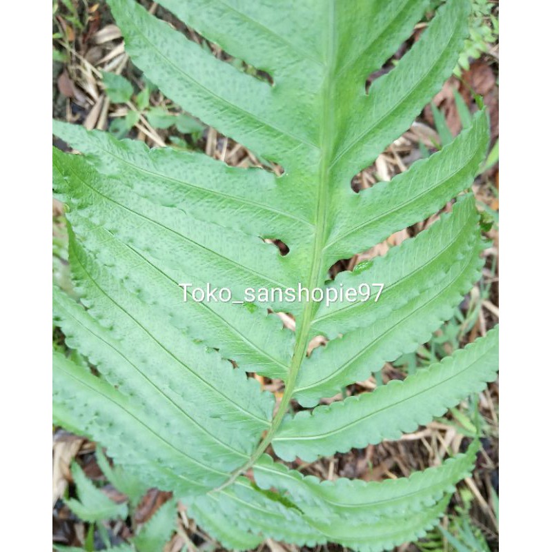 

Jual daun pakis segar paket 1 kg