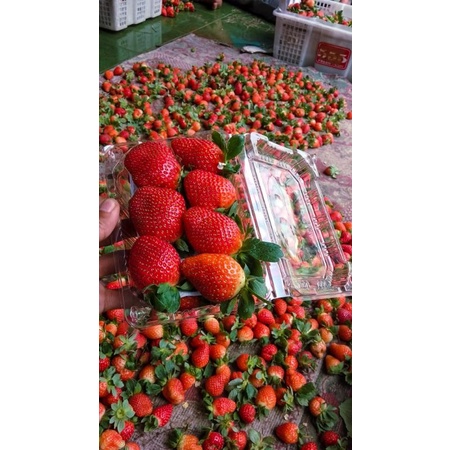 

buah strawberry fresh jumbo 250gr