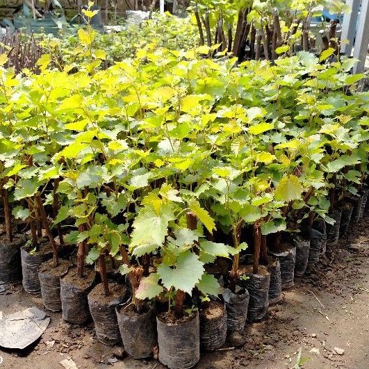 paket anggur lokal super barerot 15 batang siap berbunga