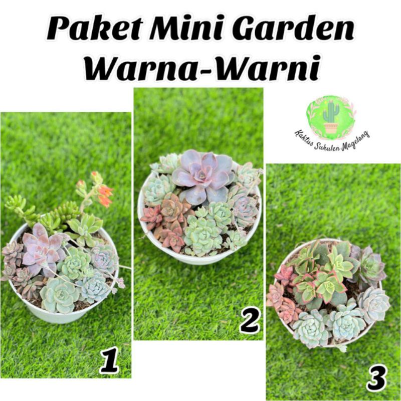 Paket Mini Garden Sululen Warna-Warni