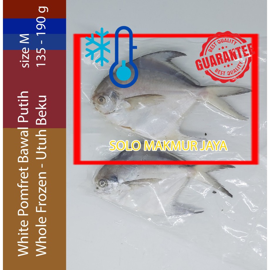 

Bawal Putih White Pomfret Fish Utuh Frozen Whole Premium Export Grade