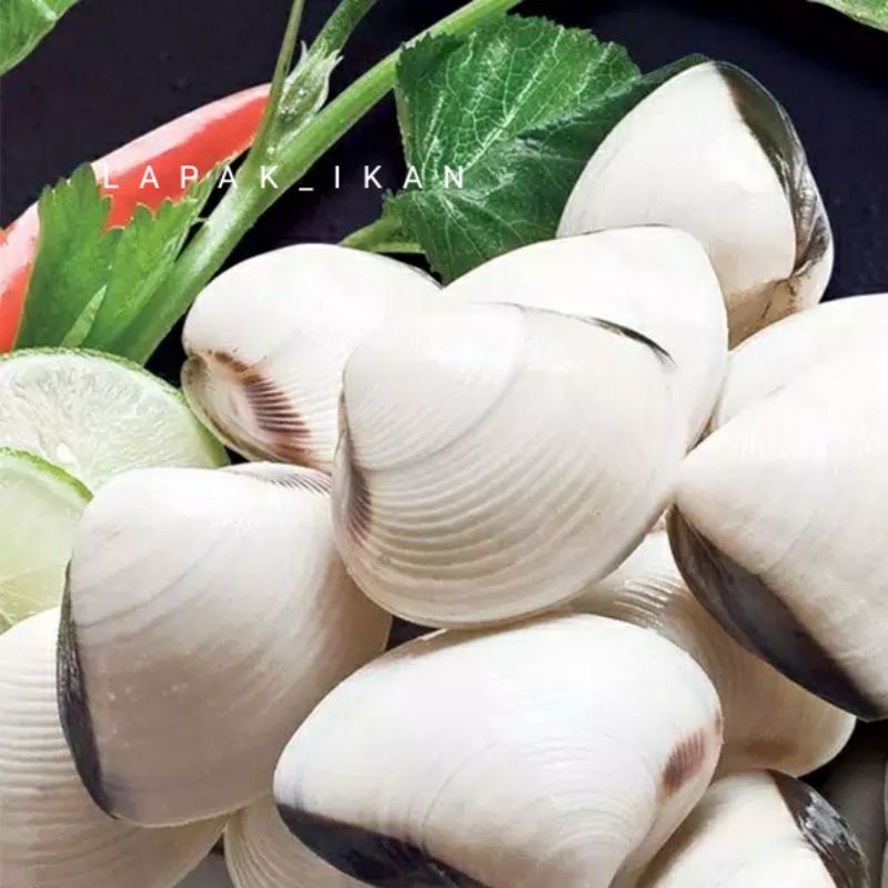 

Kerang Tahu Segar 1Kg Hasil Laut Segar