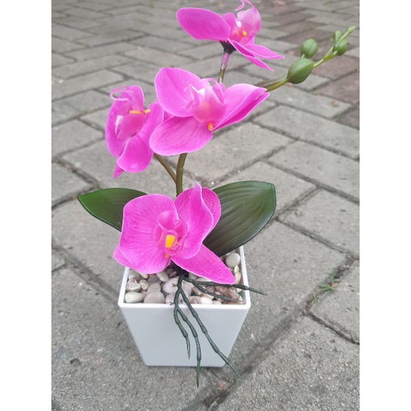 Anggrek Latex Mini