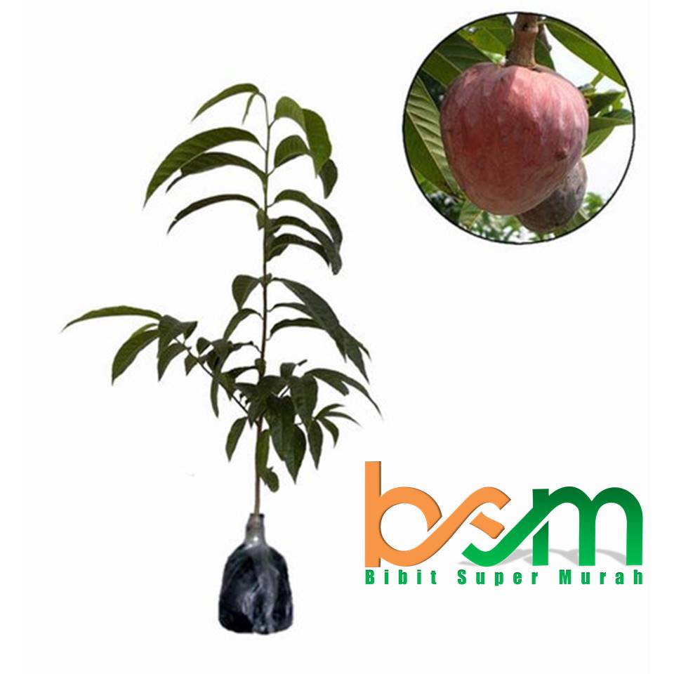 Bibit Tanaman Srikaya San Pablo