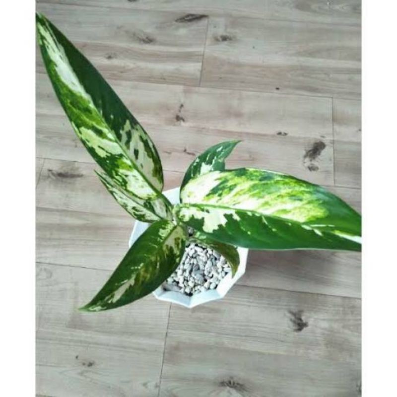 Tanaman hias bunga aglonema Dieffenbachia seguine aurora sri rejeki blorok