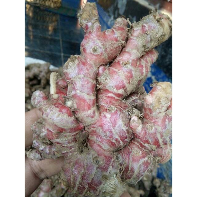 

Jahe merah segar 500gr