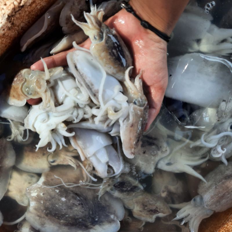 

cumi sotong/blakutek segar harian 1kg fresh