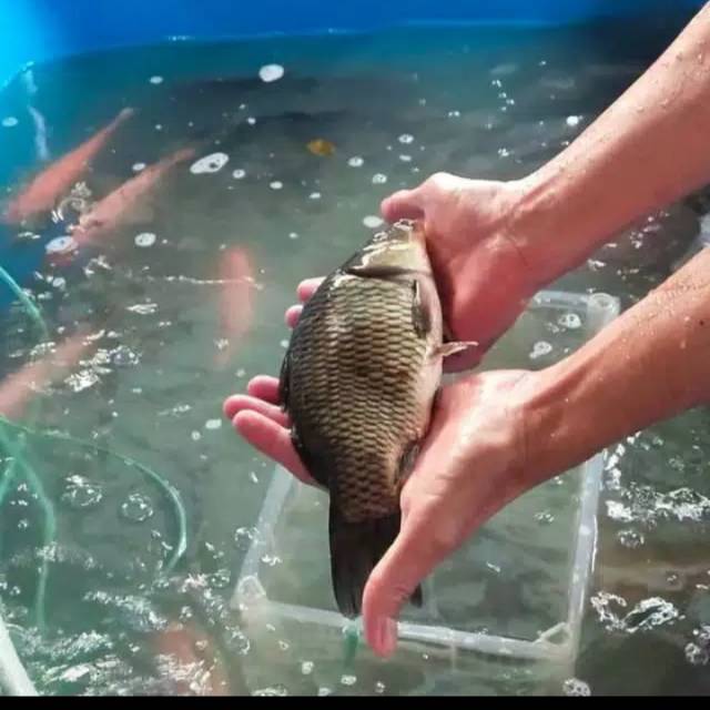 

Ikan emas