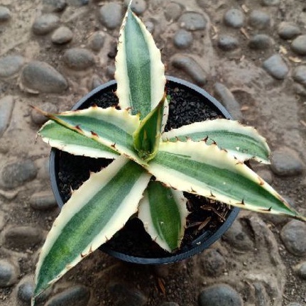 Agave xylonacanta varigata
