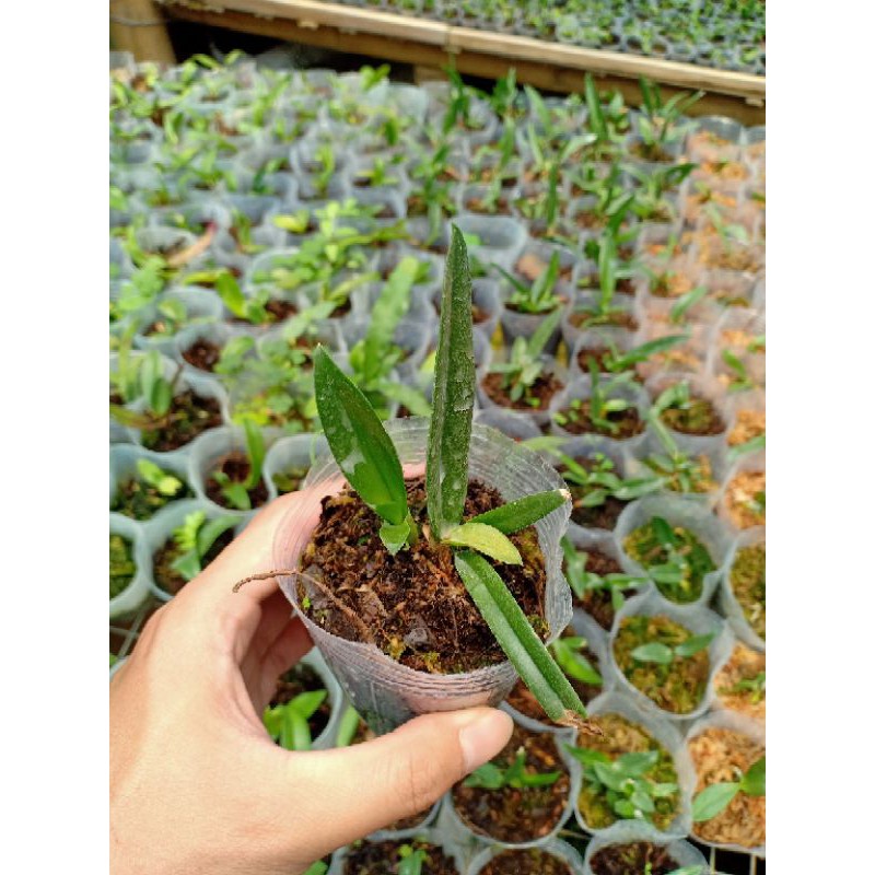 Seedling Anggrek Cattleya