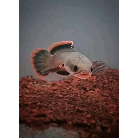 Limbata cb lereng lawu size 5-7cm