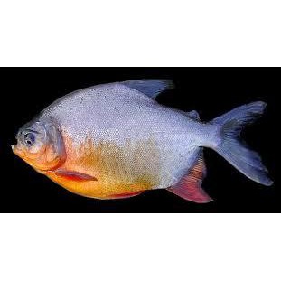 

IKAN BAWAL TAWAR FRESH