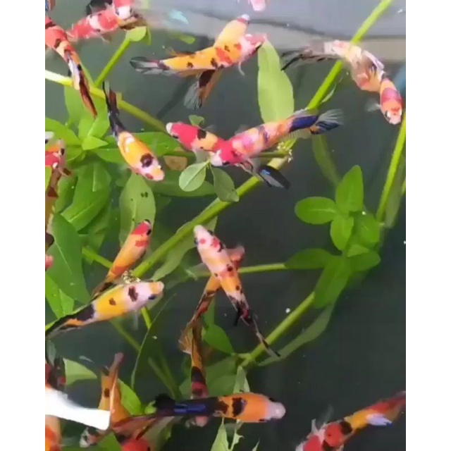 partaian Nemo multicolor/Koi galaxy