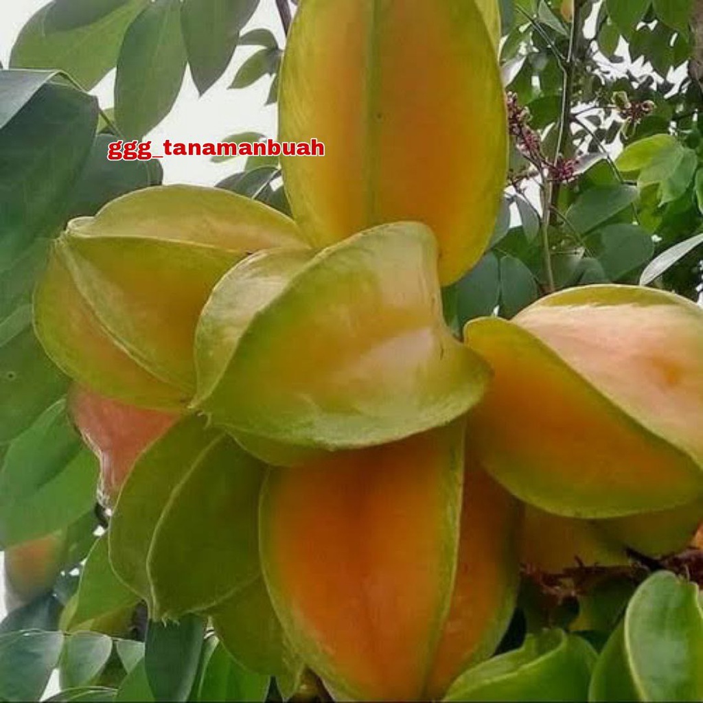 Bibit Belimbing Madu Jumbo Super Okulasi