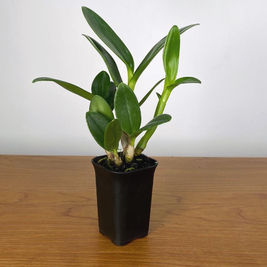 Serbuuuu.. Anggrek Dendrobium Keriting Hias Hibrid Seedling Jumbo Pra Remaja Usia 10 sampai 12 Bulan