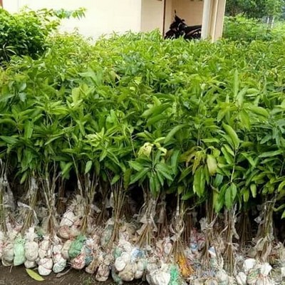 BIBIT TANAMAN BUAH MANGGA ALPUKAT KLONAL 21