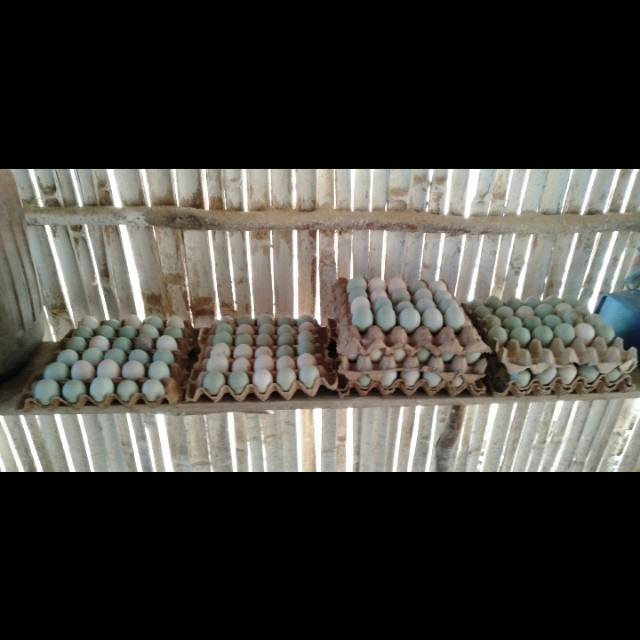 

Telur bebek