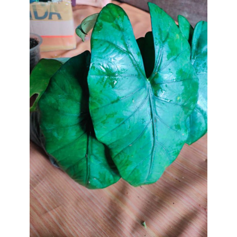 alocasia sp borneo